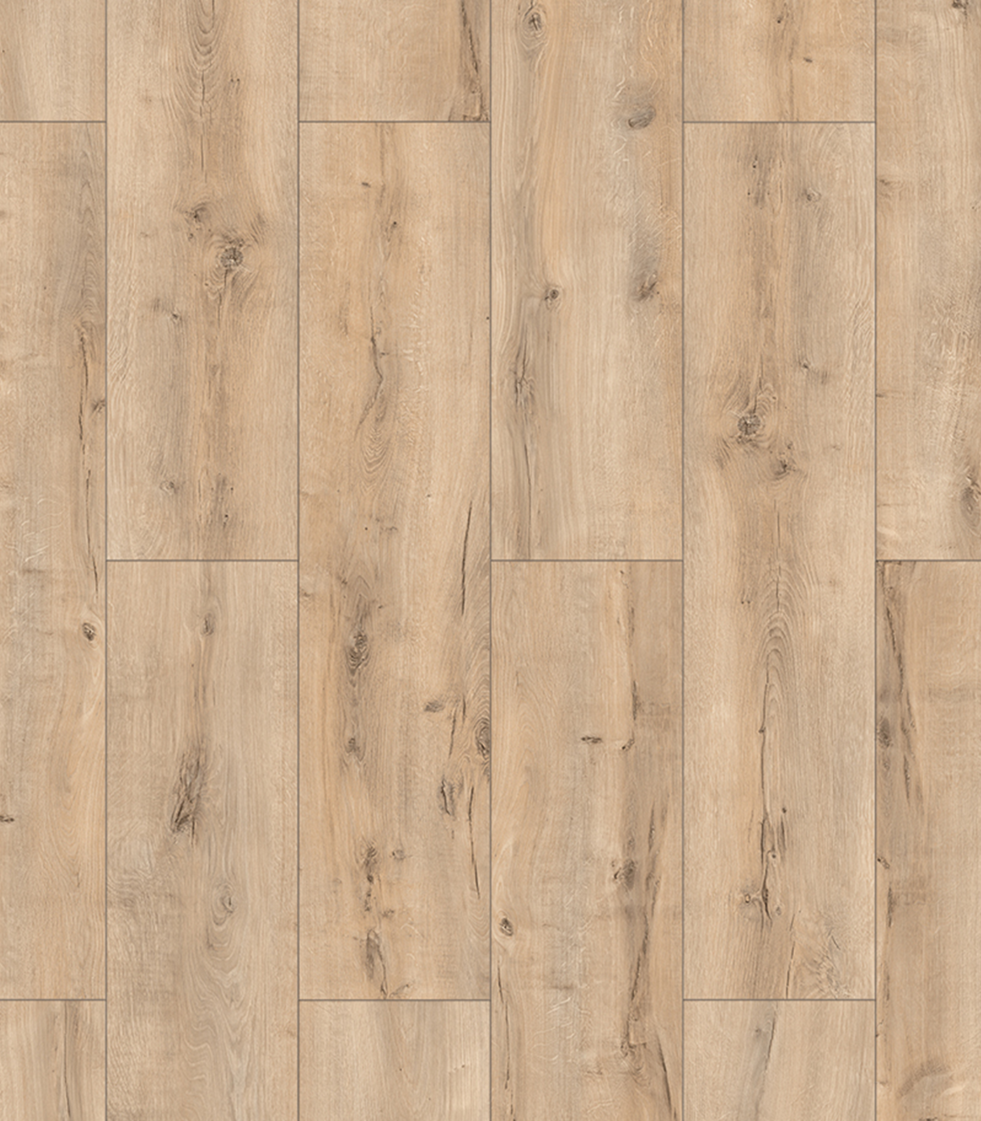TULIP WIDE55814